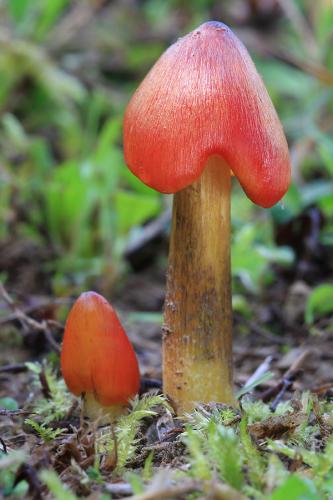 lúčnica kužeľovitá / voskovka kuželovitá