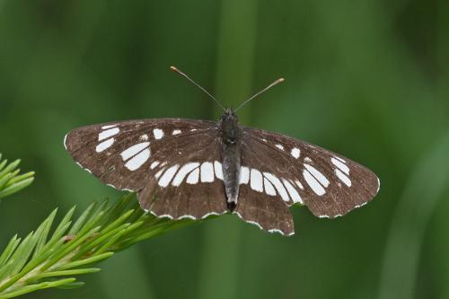 bielopásovec tavoľníkový