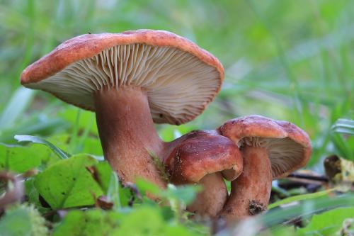 rýdzik hnedočervený / rýdzik hnedočervený