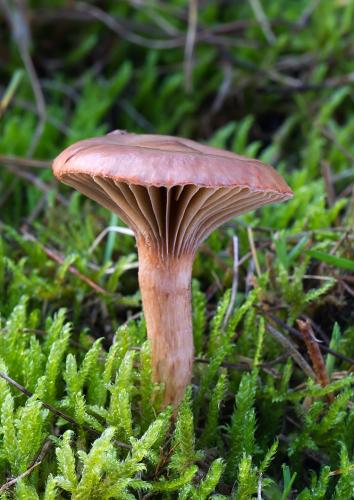 sliziak lepkavý / slizák lepkavý