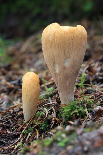 kyjak useknutý / kyj uťatý