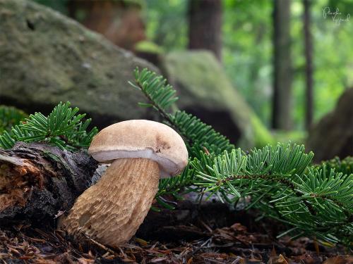 podhríb žlčový / hřib žlučník