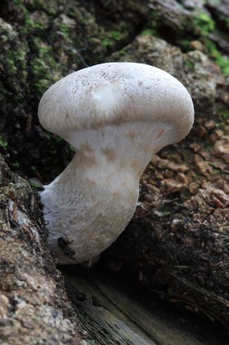 hliva dubová / hlíva dubová