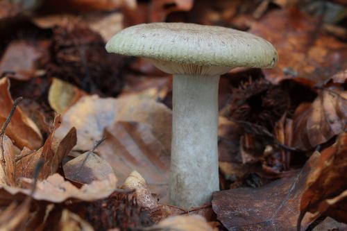 rýdzik sivozelený / ryzec zelený