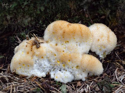 šťavnatec smrekový / bělochoroš pýchavkovitý