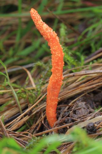 žezlovka hmyzová / housenice červená