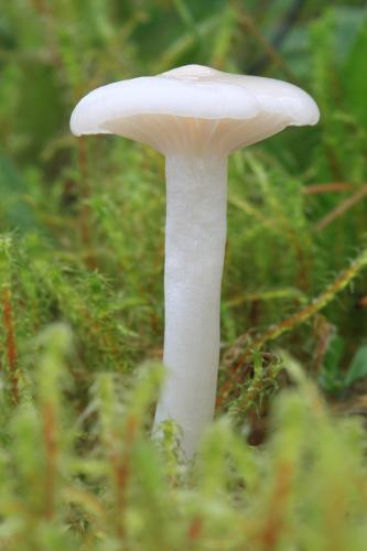 lúčnica snehobiela / voskovka panenská