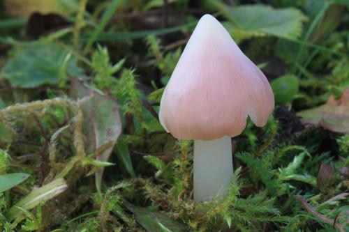 lúčnica ružovočervená / voskovka příjemná