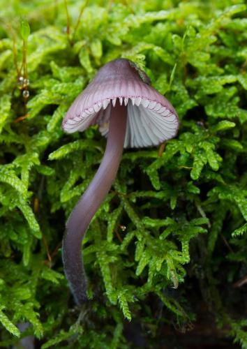 prilbička fialovookrajová / helmovka hnědopurpurová