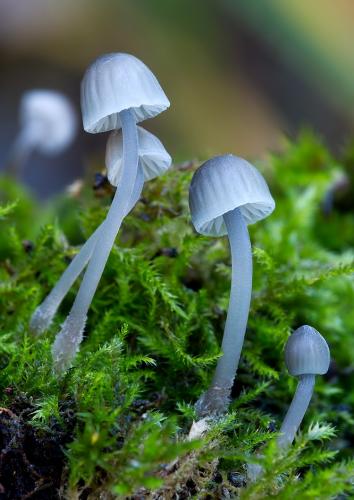 prilbička / helmovka koromilná