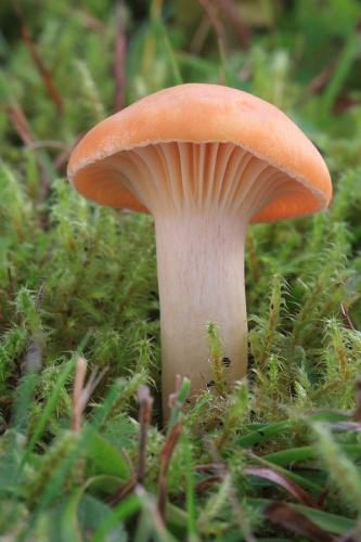 lúčnica statná / voskovka luční