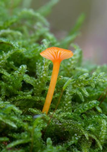 machovček oranžový / kalichovka oranžová