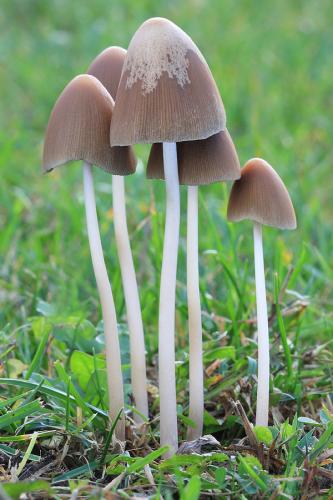 drobuľka veľká / křehutka kuželovitá