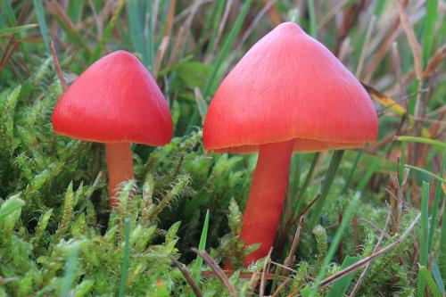 lúčnica šarlátová / voskovka šarlatová