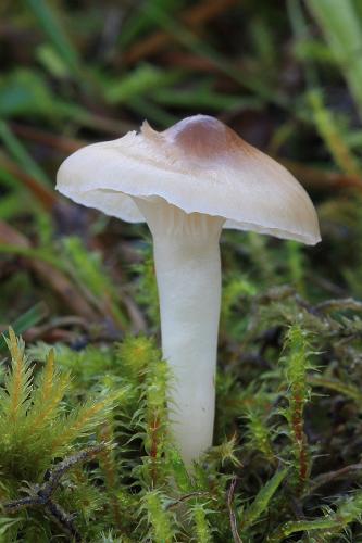 lúčnica snehobiela / voskovka nahnědlá