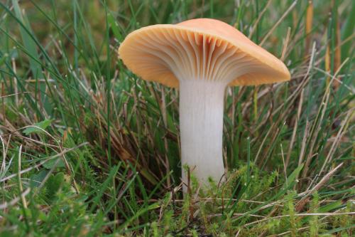 lúčnica statná / voskovka luční