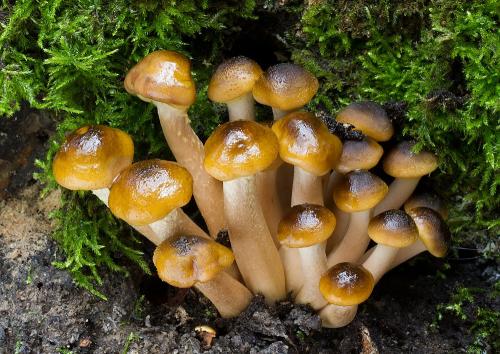 podpňovka obyčajná / václavka obecná