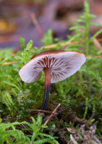 peniazovka kapustová