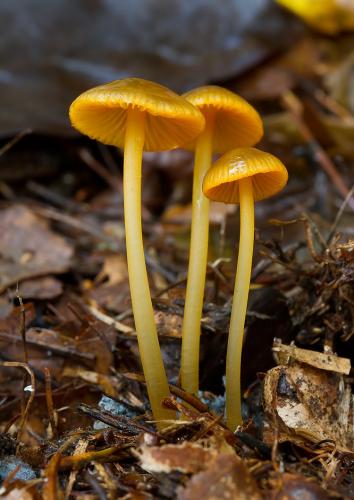 prilbička oranžovoobrúbená / helmovka zlatolemá