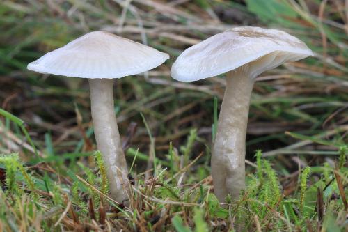 lúčnica klzká / voskovka kluzká