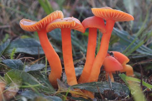 lúčnica reidova / voskovka Reidova