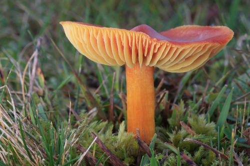 lúčnica granátovočervená / voskovka granátová