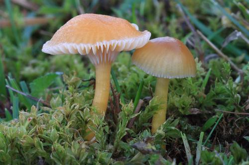 lúčnica sliznatá / voskovka veselá