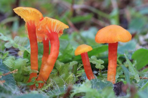 lúčnica blednúca / voskovka mírná