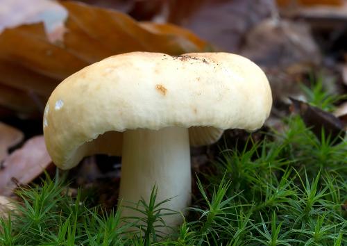 plávka hlinovožltá / holubinka hlínožlutá