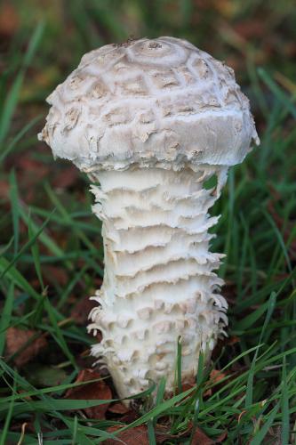 muchotrávka Vittadiniho