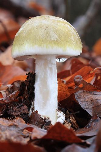 muchotrávka zelená / muchomůrka zelená