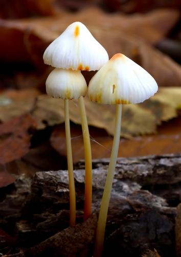 prilbička šafránová / helmovka šafránová