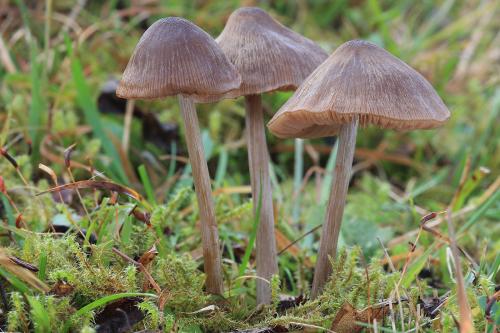 hodvábnica obyčajná / závojenka křížovýtrusá