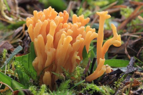 pakonárovka parôžkovitá / kyjovečka svazčitá