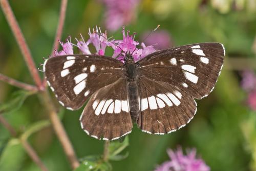 bielopásovec tavoľníkový