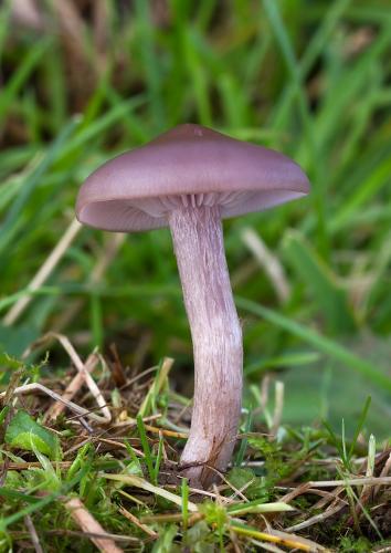 pôvabnica ružovkastá / čirůvka špinavá