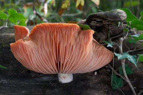 červenáčik obyčajný / hlívovec ostnovýtrusný