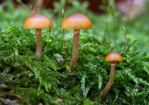 kapucňovka okrovohnedastá / čepičatka jehličnanová