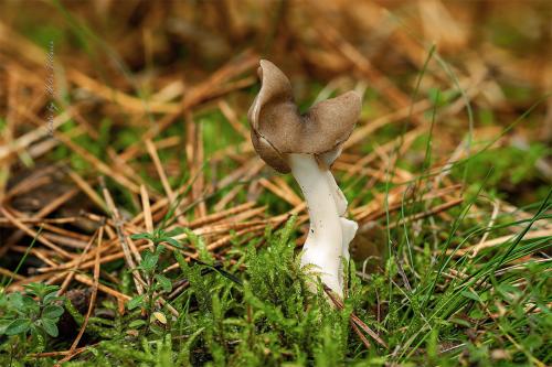 chriapač hnedobiely / chřapáč bělavý