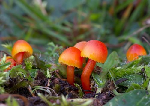 lúčnica horká / voskovka hořká