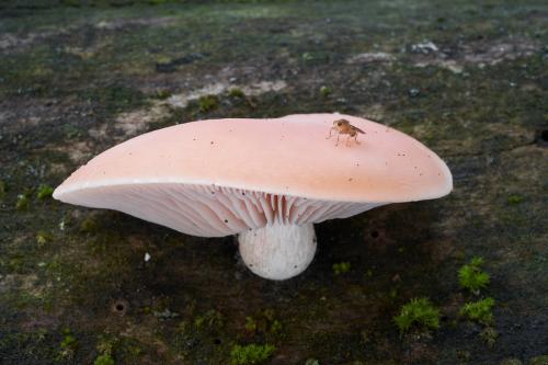 červenáčik obyčajný / hlívovec ostnovýtrusný