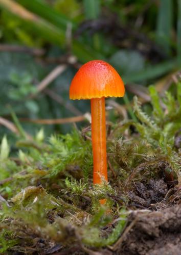 lúčnica horká / voskovka hořká