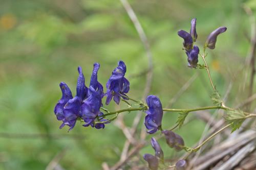 prilbica bližšie neurčená