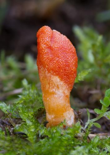 žezlovka hmyzová / housenice červená