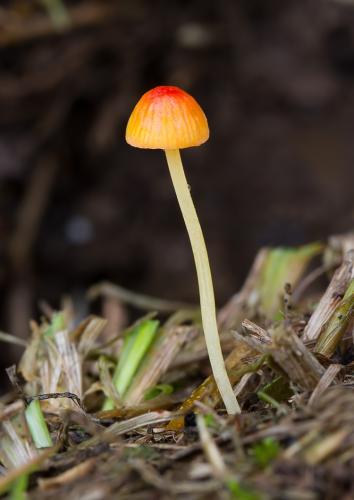 prilbička ihličková / helmovka jehličkovitá