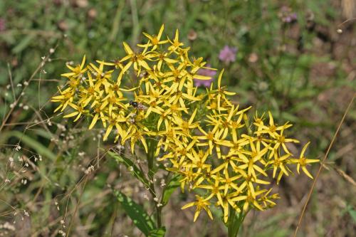 starček bližšie neurčený