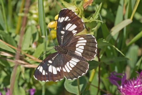 bielopásovec tavoľníkový