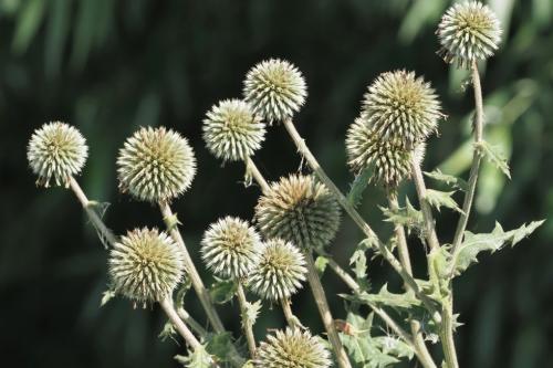 ježibaba guľatohlavá