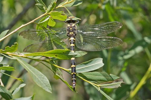 pásikavec / páskovec dvojzubý / Two-toothed Golden-ring