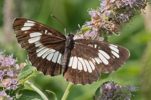 bielopásovec tavoľníkový